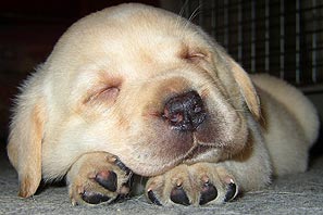 Takhle vypadá spokojené štene labradora ve veku 1 den